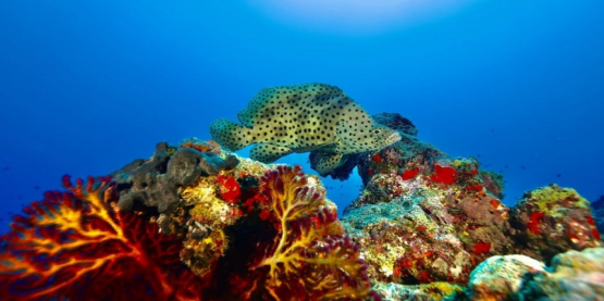 Introduction of Diving Sites - Southeast Asia