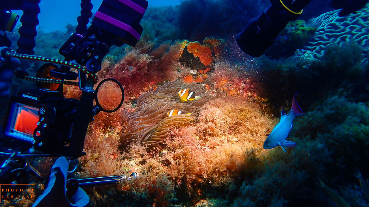 OrcaTorch D950V best underwater video light