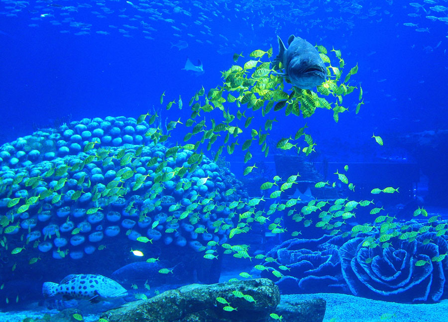 World’s-Largest-Aquarium-on-Earth-15.jpg