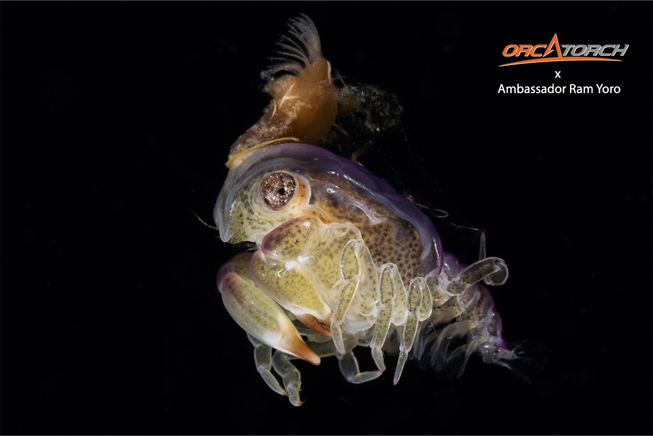 OrcaTorch ambassador Ram Yoro (6).jpg