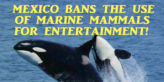 Mexico Bans the Use of Marine Mammals for Entertainment